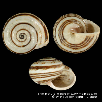 Theba Pisana, Gehäuse (HNC 41580)