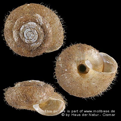 Trichia (Trichia) villosa; Von dem Gehäuse ist das Periostracum nicht entfernt worden.
