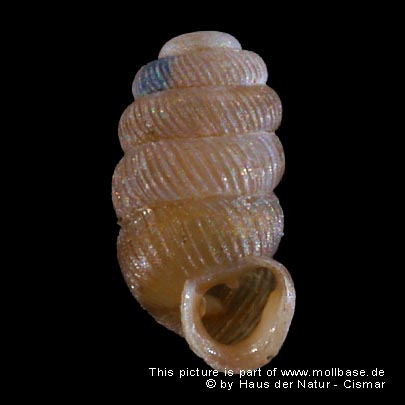 Truncatellina costulata, Gehäusebild