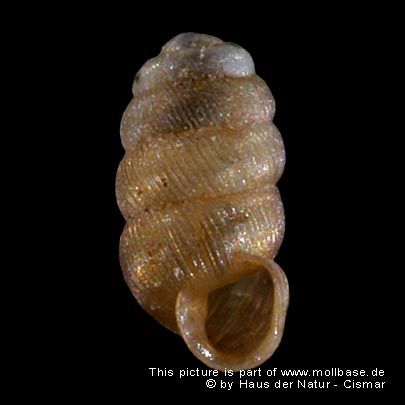 Truncatellina cylindrica, Gehäusebild