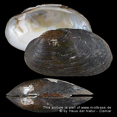Unio crassus crassus, Gehäuse