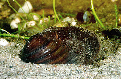 Unio crassus crassus, lebend