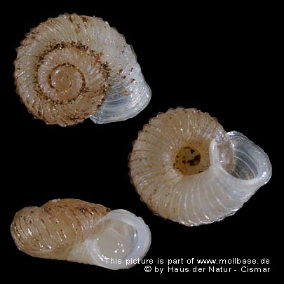 Vallonia costata, Gehäusebild
