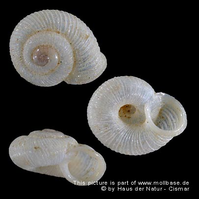 Vallonia enniensis, Gehäusebild