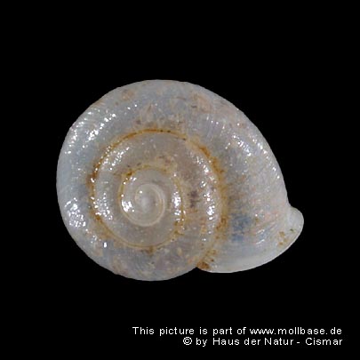 Vallonia pulchella, Gehäusebild