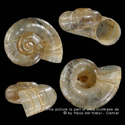 Gehäusebild von Valvata macrostoma