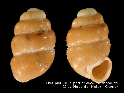 Vertigo parcedentata, fossiles Gehäuse
