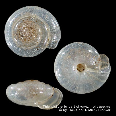 Vitrea (Crystallus) contracta, Gehäusebild