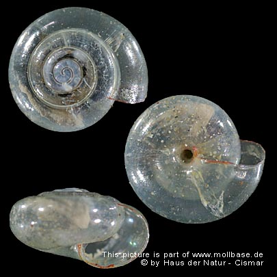 Vitrea (Crystallus) crystallina, Gehäusebild