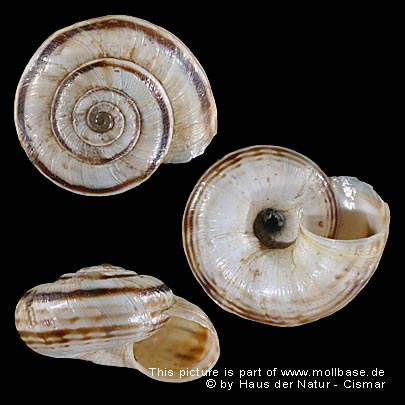 Xerolenta obvia, Gehäusebild