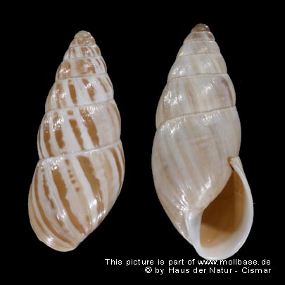 Zebrina detrita, zwei Gehäuse