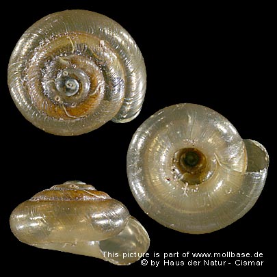 Zonitoides (Zonitoides) excavatus, Gehäusebild