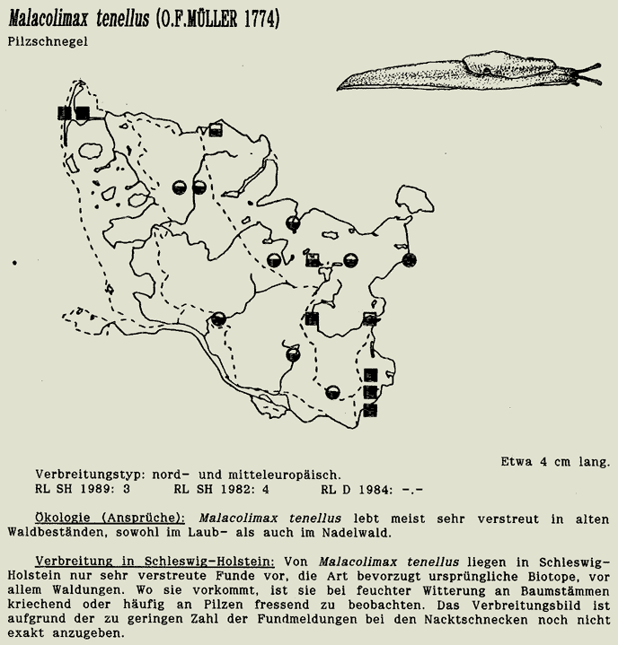 map c LANU-Schleswig-Holstein       drawing  c Projektgruppe Molluskenkartierung 