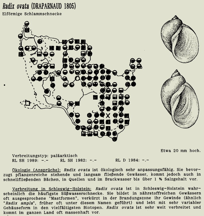 map c LANU-Schleswig-Holstein       drawing  c Projektgruppe Molluskenkartierung 