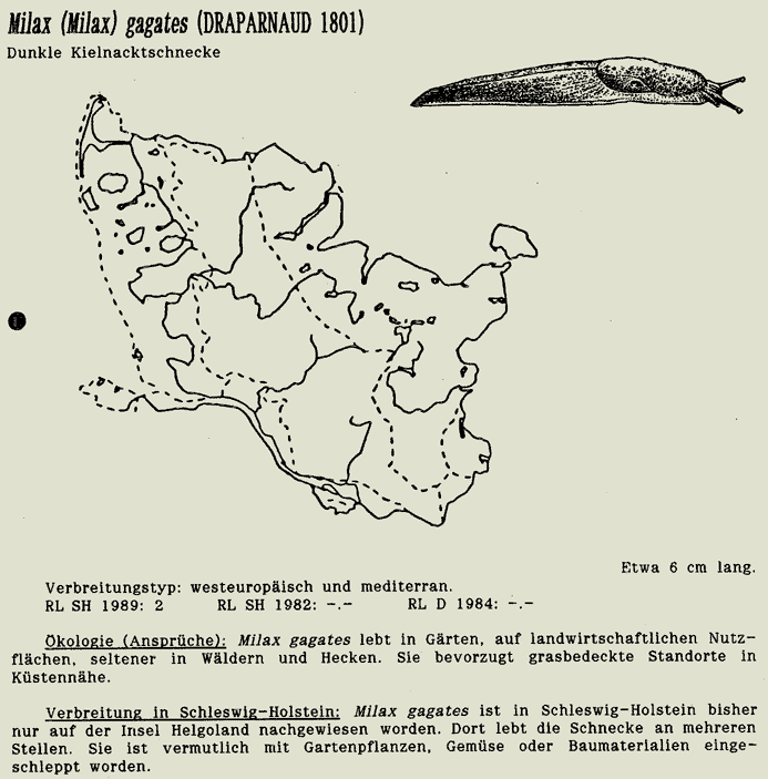 map c LANU-Schleswig-Holstein       drawing  c Projektgruppe Molluskenkartierung 