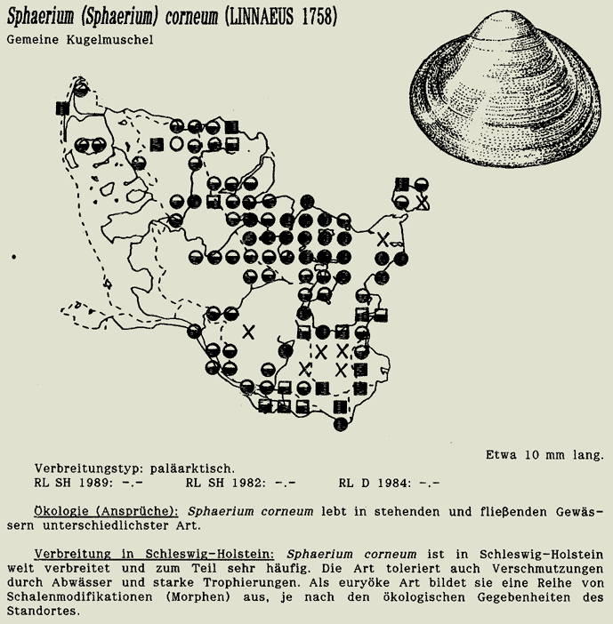 map c LANU-Schleswig-Holstein       drawing  c Projektgruppe Molluskenkartierung 