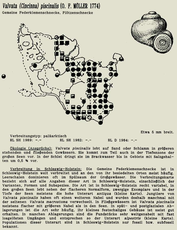 map c LANU-Schleswig-Holstein       drawing  c Projektgruppe Molluskenkartierung 