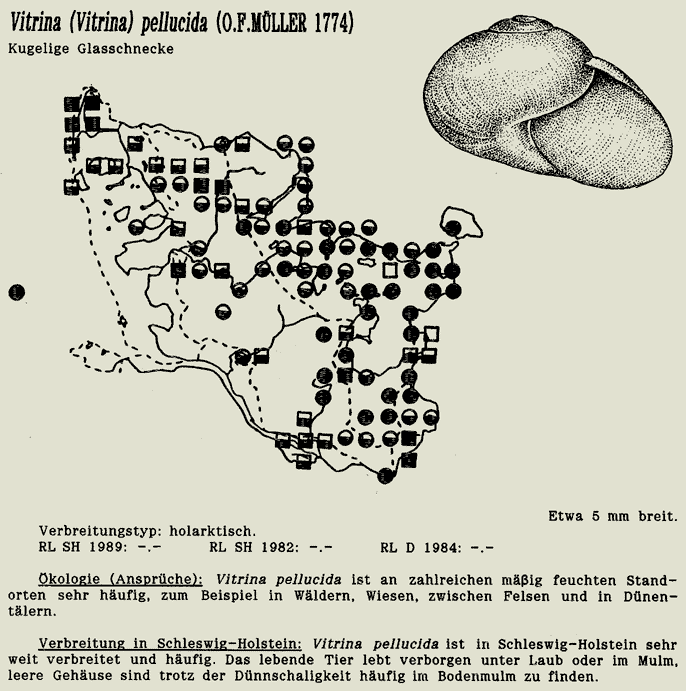 map c LANU-Schleswig-Holstein       drawing  c Projektgruppe Molluskenkartierung 